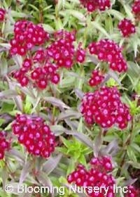 Dianthus barbatus nigrescens 'Sooty'